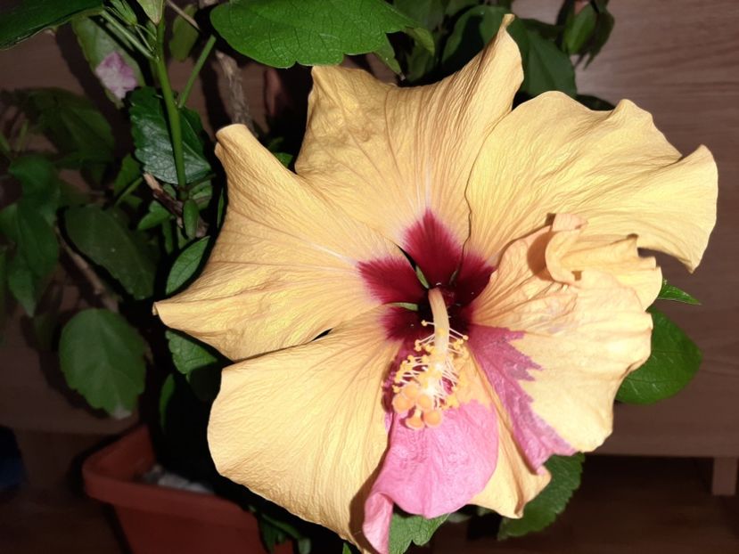  - Florile mele în iunie 2022