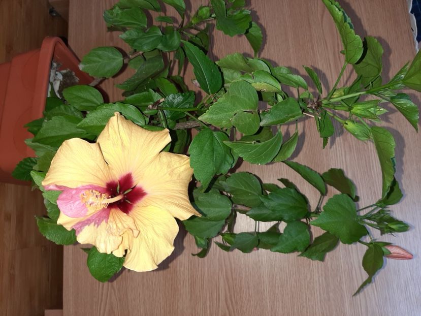  - Florile mele în iunie 2022