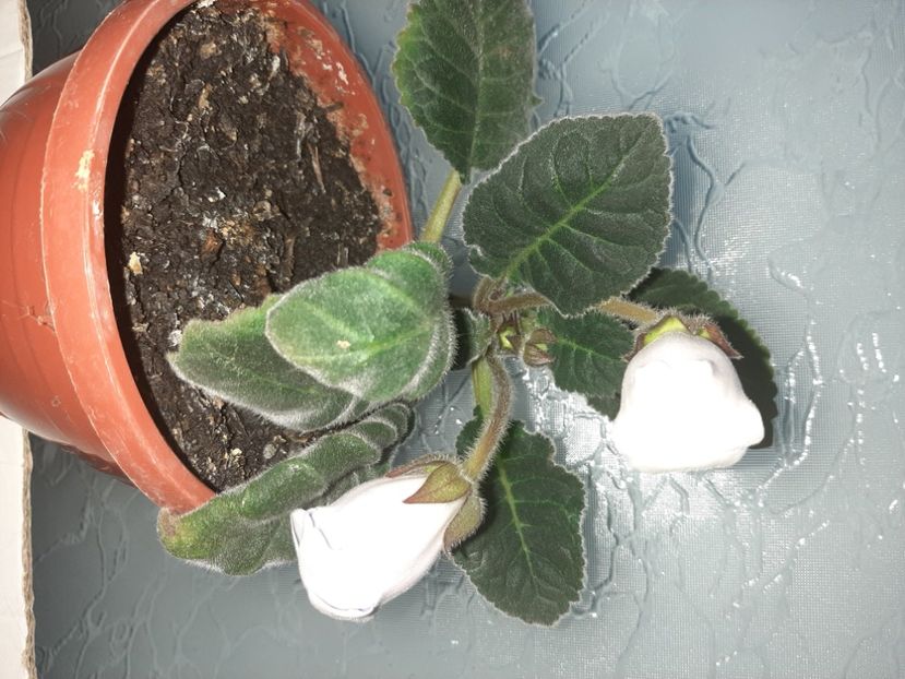  - Florile mele în iunie 2022