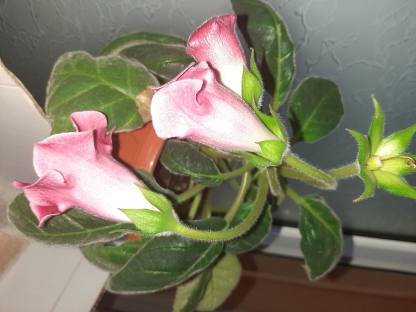  - Florile mele în iunie 2022