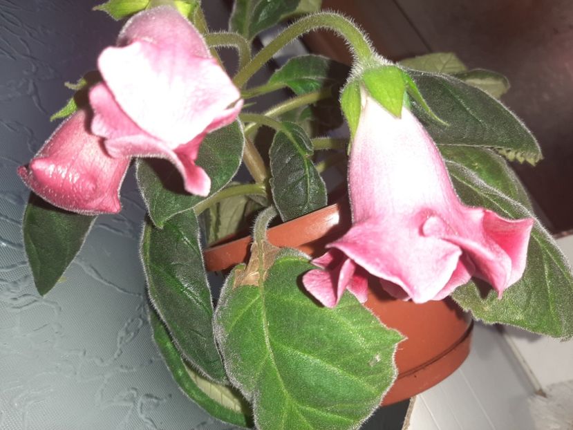  - Florile mele în iunie 2022