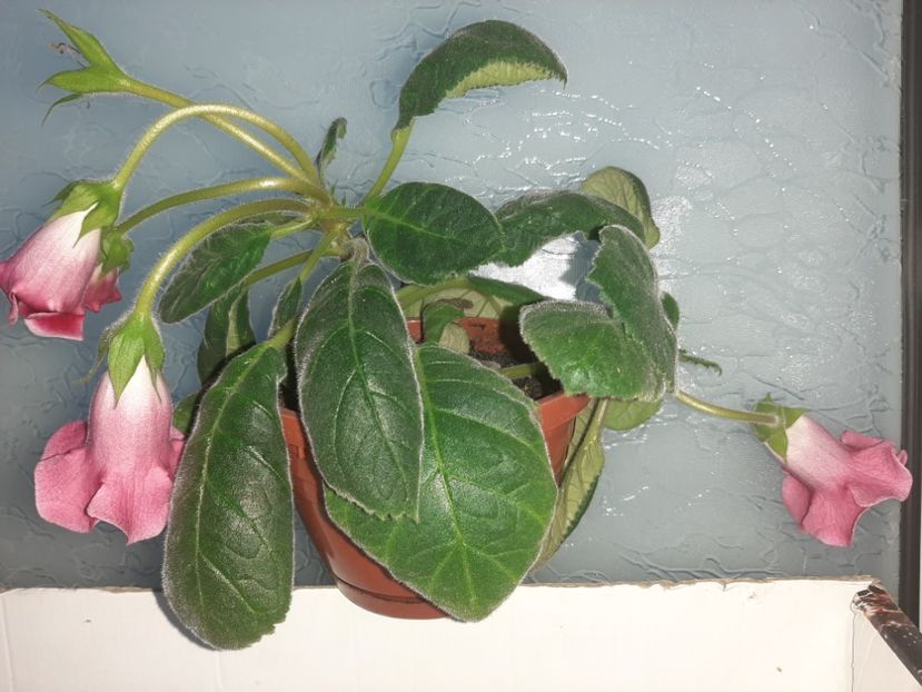  - Florile mele în iunie 2022