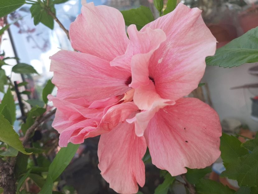  - Florile mele în iunie 2022