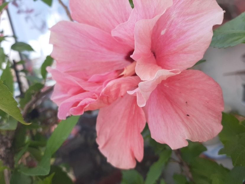  - Florile mele în iunie 2022