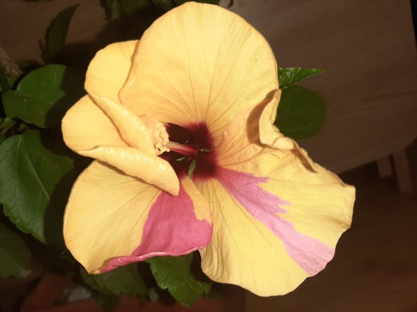  - Florile mele în iunie 2022