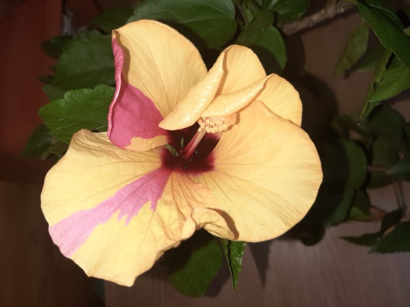  - Florile mele în iunie 2022