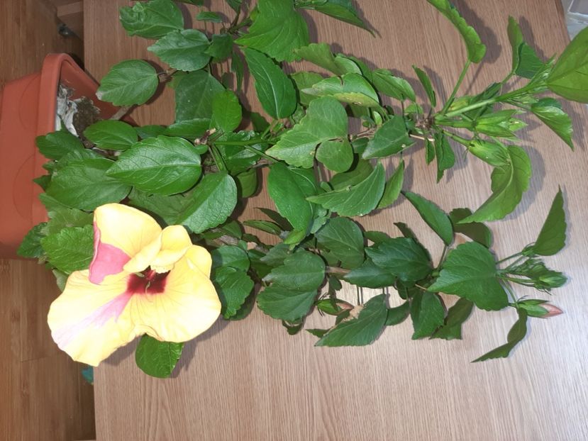  - Florile mele în iunie 2022