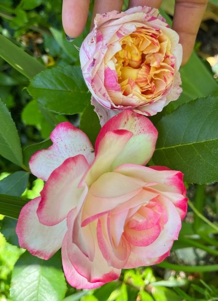 D89E8FE6-D08C-4588-98E4-549E80C1C144 - Trandafiri 2022 2