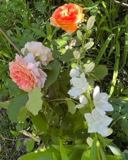 D72DB545-3953-4C94-A35A-18763E45D8F7 - Trandafiri 2022 2