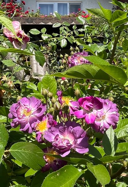 3449CD9A-894E-4DC4-92CA-63202E5D6ACE - Trandafiri 2022 2