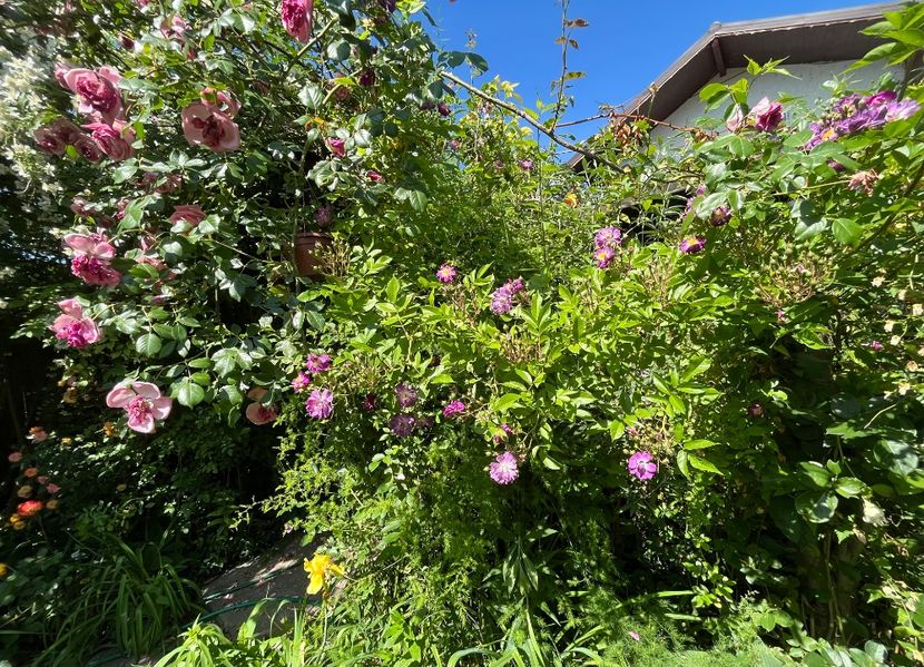 86C3C7B2-A717-4EFB-A597-8DD829FEBF77 - Trandafiri 2022 2