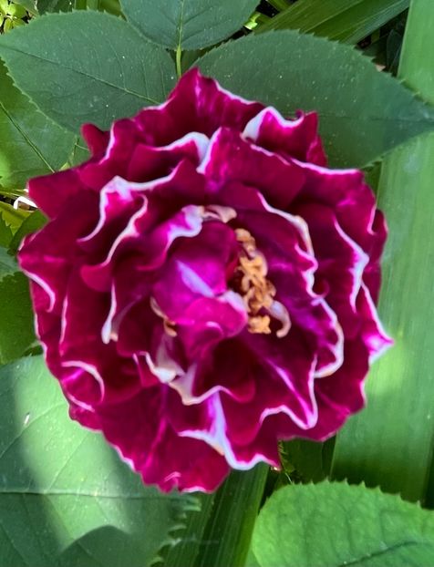 1095896A-31BD-41B3-96C6-F3AAFE0C26CB - Trandafiri 2022 2