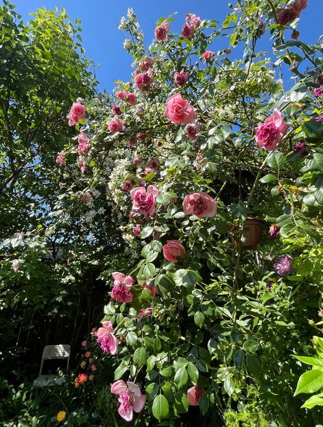 C3543485-42C2-4669-9830-00FD138CAA95 - Trandafiri 2022 2