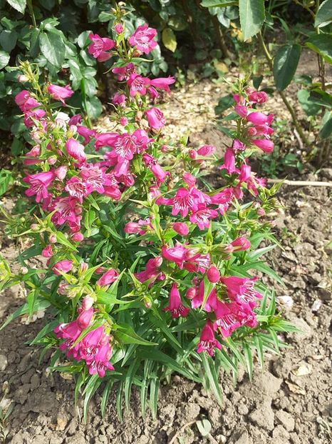  - 0 Penstemon Harlequin Magenta!
