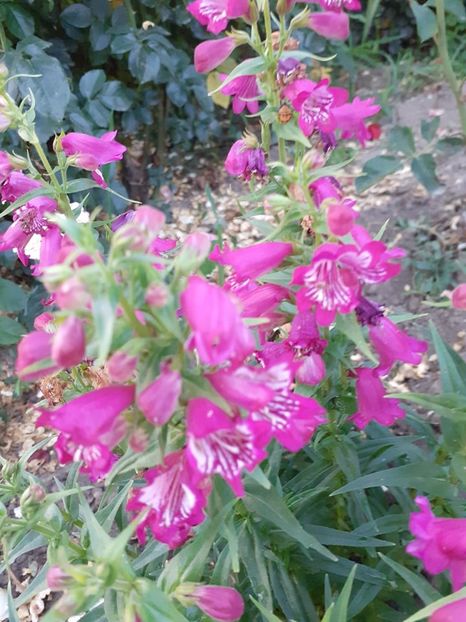  - 0 Penstemon Harlequin Magenta!