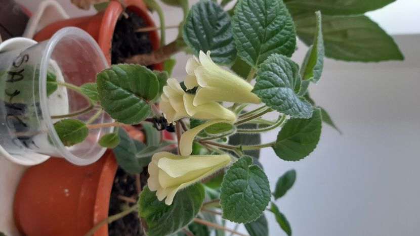  - diverse flori 2022