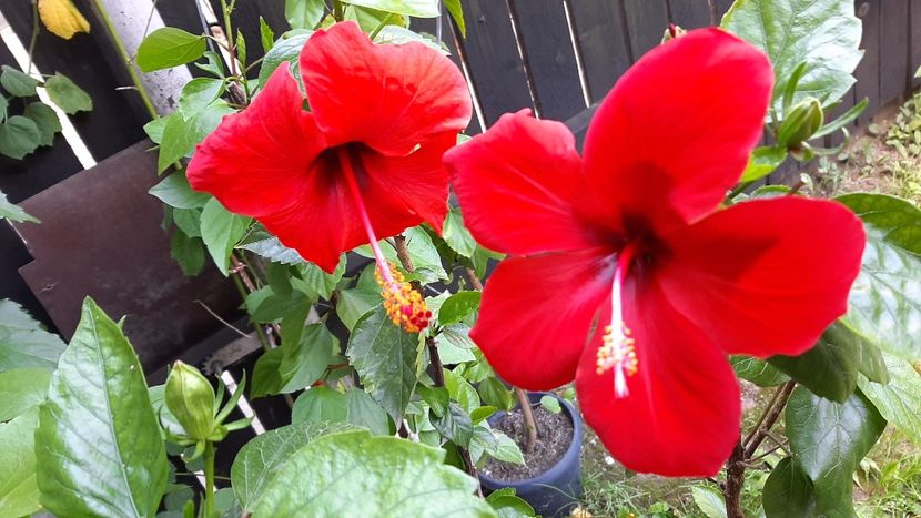  - diverse flori 2022