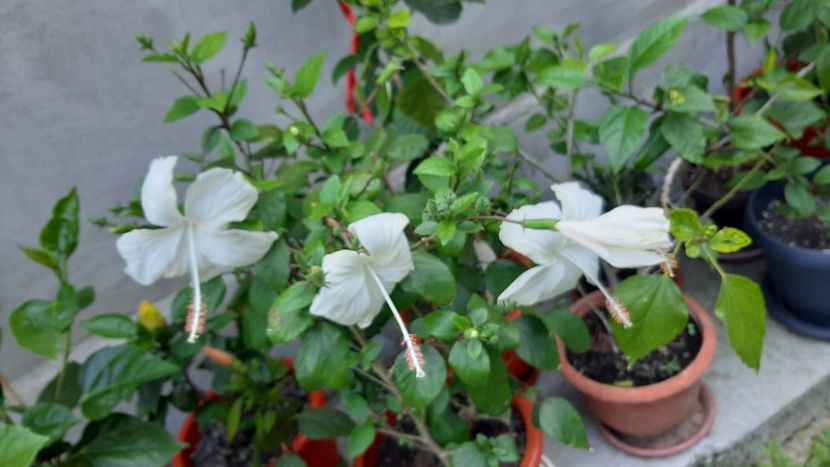  - diverse flori 2022