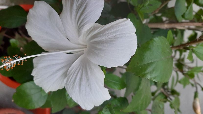  - diverse flori 2022