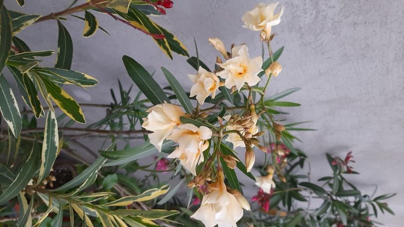  - diverse flori 2022