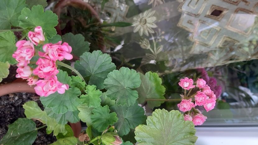  - diverse flori 2022