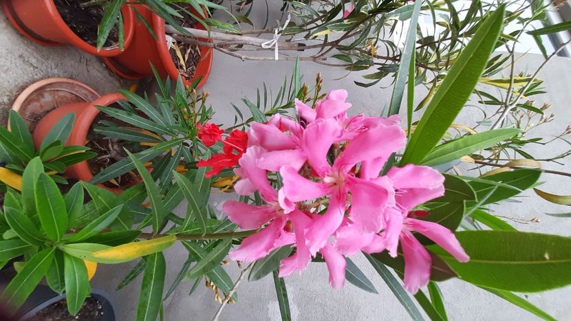  - diverse flori 2022