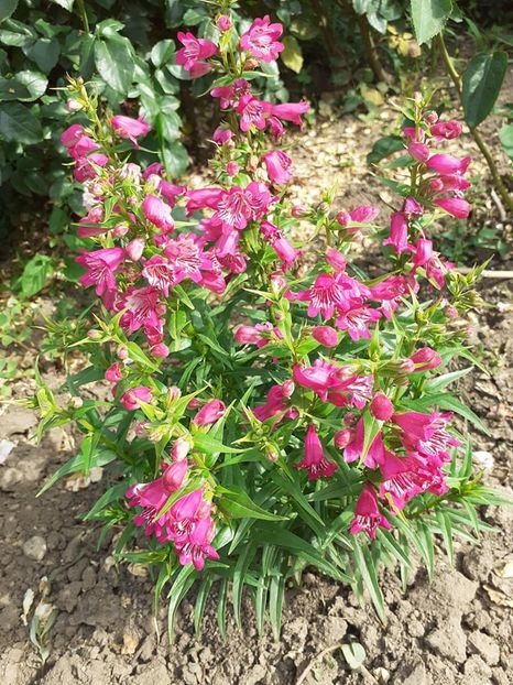  - 0 Penstemon Harlequin Magenta!