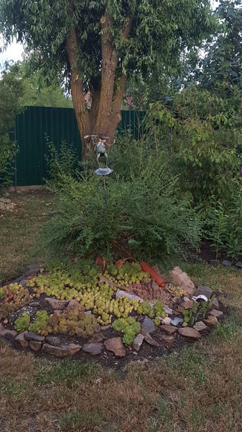 sempervivum-mix - Gradina si terasa PrimaLuce_9-Hello 2022