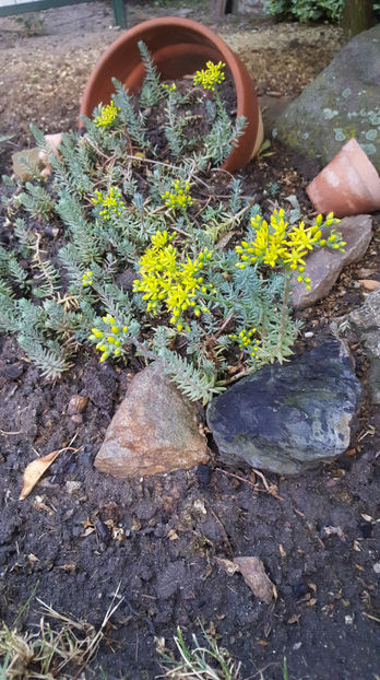 sedum rupestre - Gradina si terasa PrimaLuce_9-Hello 2022