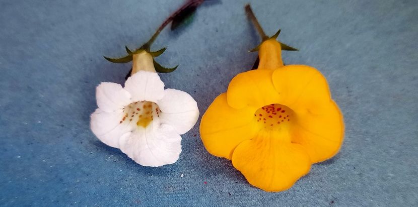 Candida & Flava - 13 Achimenes 2022