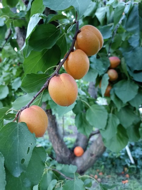 18.06 - gradina 2022