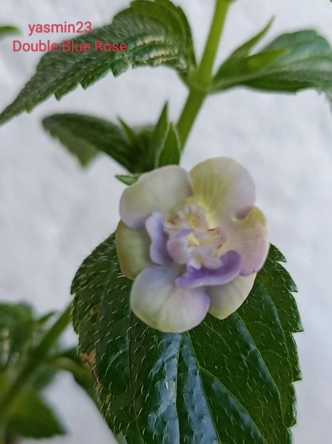  - Double Blue Rose 2