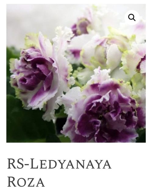 Poza net - RS-Ledyanaya Rosa RS-Ice Rose