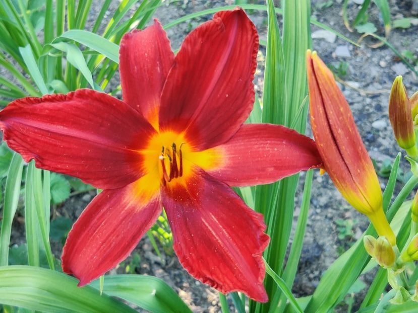 Carey Quinn - Hemerocallis