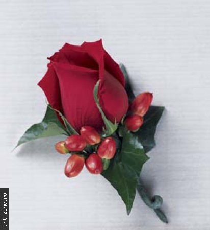 felicitare_46_365309_trandafir[1] - poze cu flori