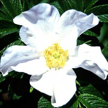 trandafir%20japonez[1]