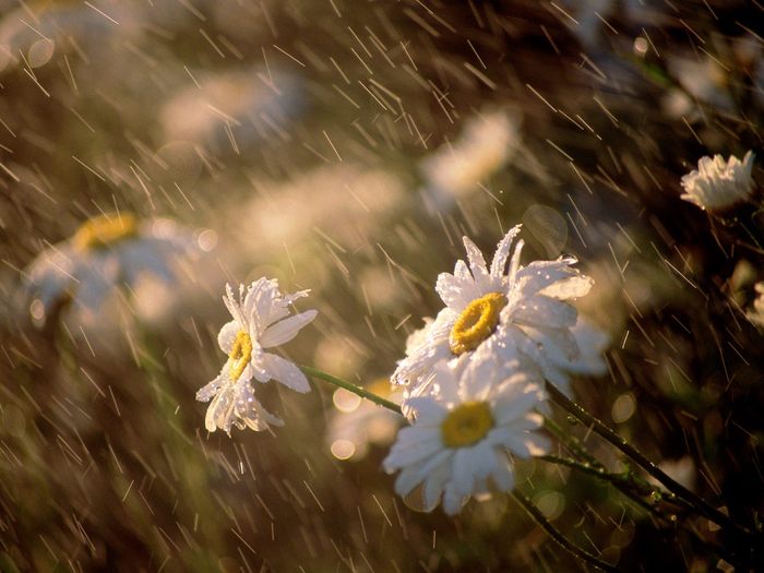 Wet_Daisies - poze cu flori