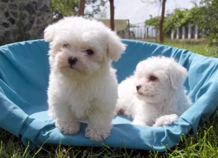 70282803_1-Imagini-ale-de-vanzare-catei-BICHON-BOLOGNESE-si-BICHON-MALTESE-catei-de-companiecatei-de - poze animale