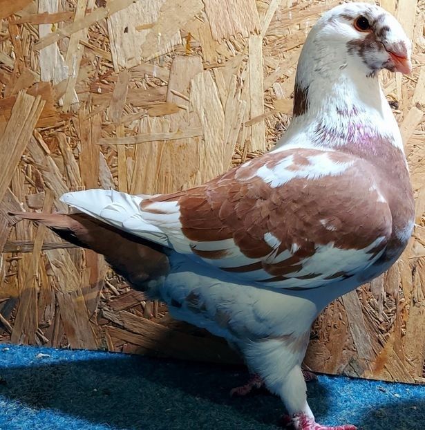  - 3---AGH DAȚI 2019 - 2025