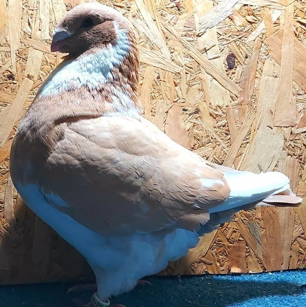  - 3---AGH DAȚI 2019 - 2025