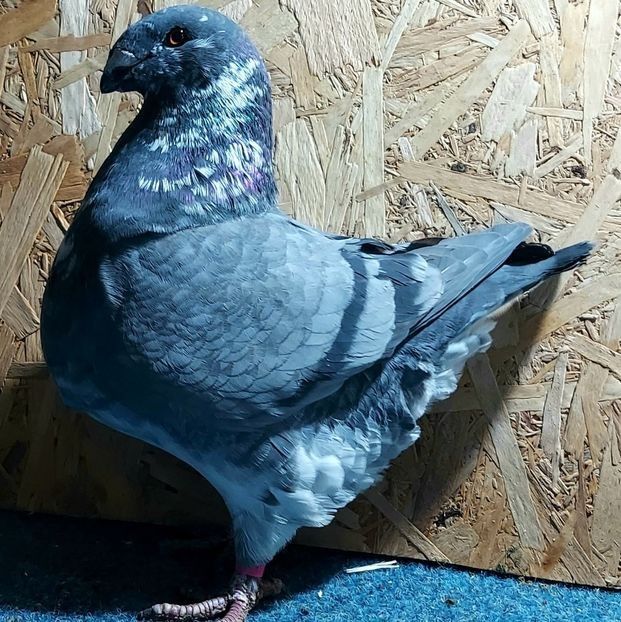  - 3---AGH DAȚI 2019 - 2025