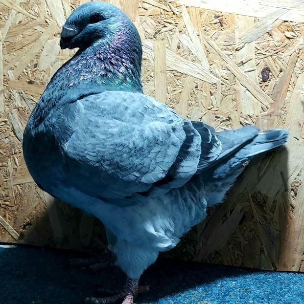  - 3---AGH DAȚI 2019 - 2025