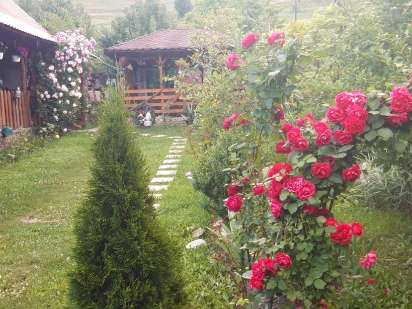  - trandafirii mei