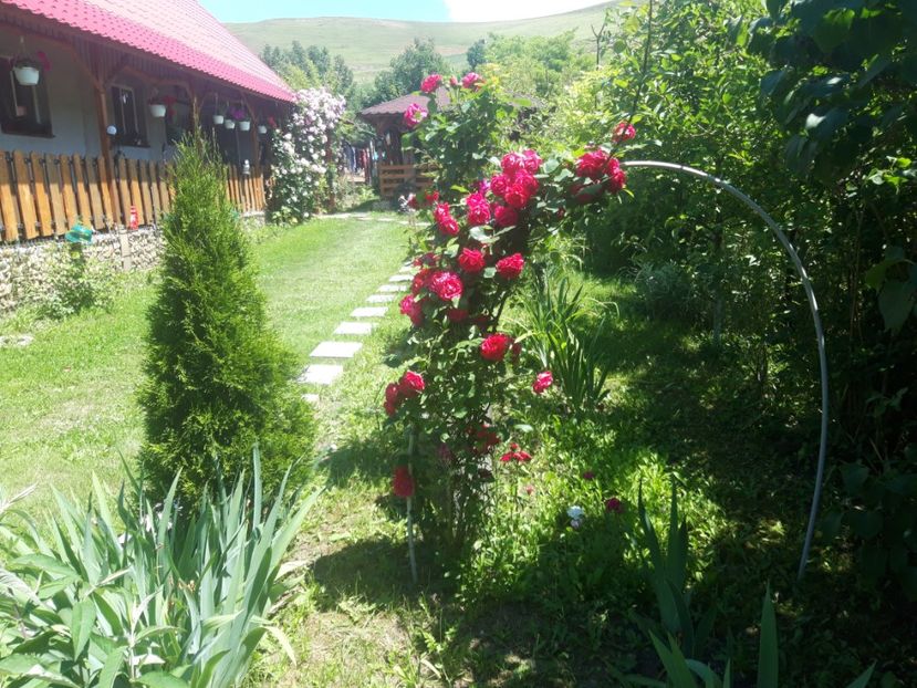  - trandafirii mei