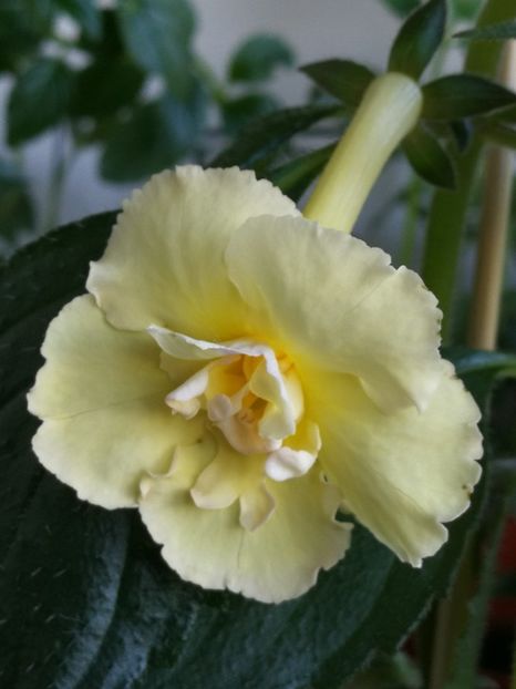 Floarea 1 - Yellow Fever