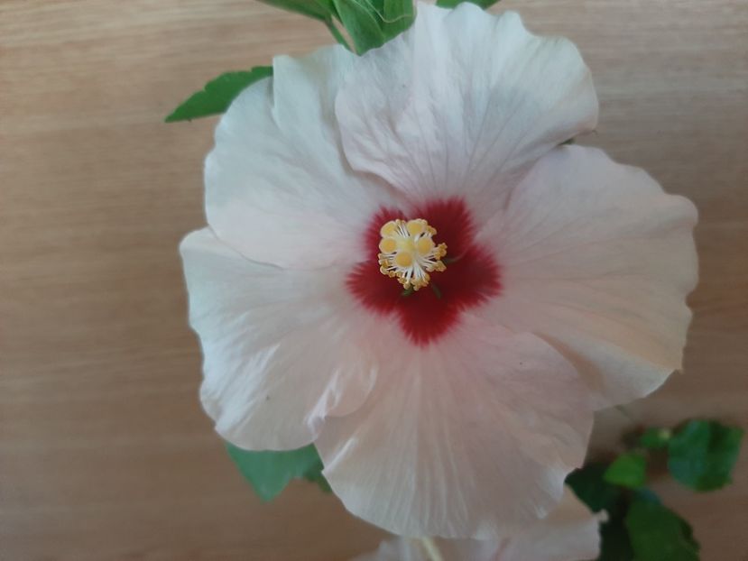  - Florile mele în iunie 2022