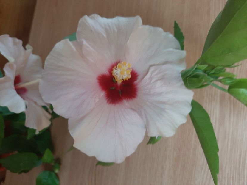  - Florile mele în iunie 2022