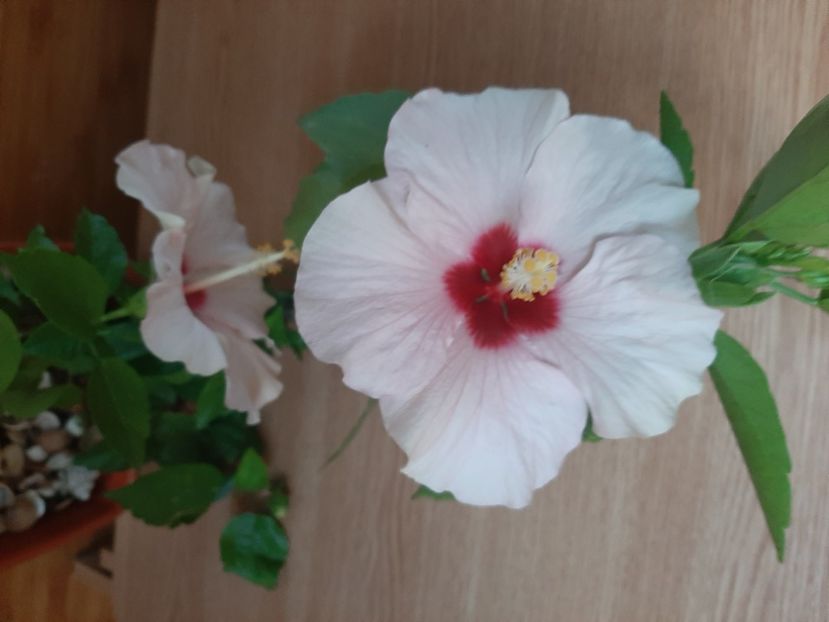  - Florile mele în iunie 2022