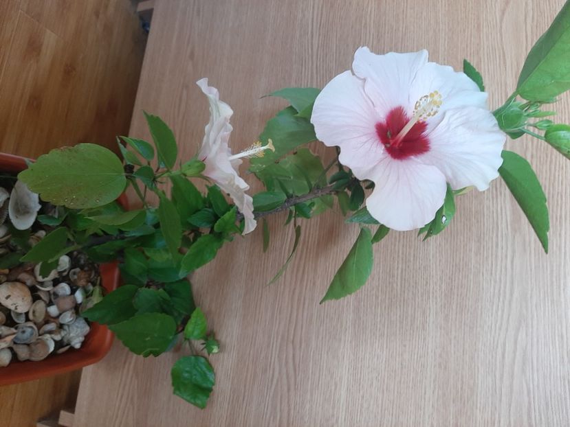  - Florile mele în iunie 2022