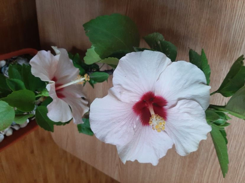  - Florile mele în iunie 2022